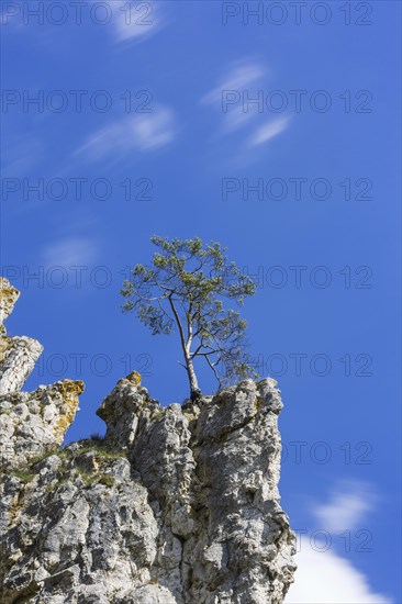 Free-standing tree on a rock
