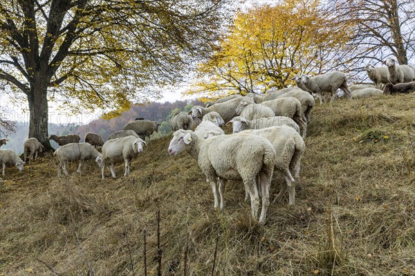 Sheep grazing on rough grassland