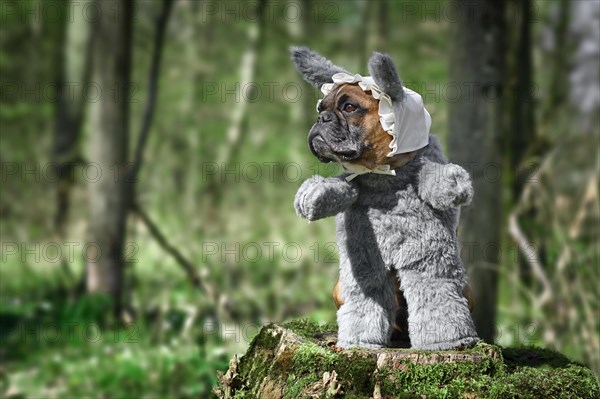 French Bulldog dog dressed up as Big Bad Wolf from fairytale Little Red Riding Hood with furry full body costumes with fake arms and nightcap on tree stump in forest