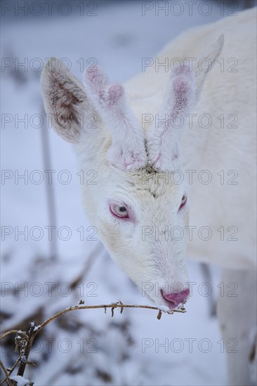 Roe deer