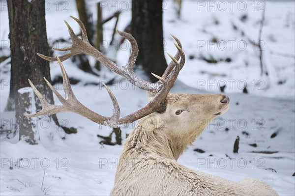 Red deer