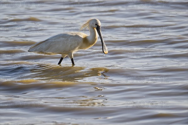 Spoonbill