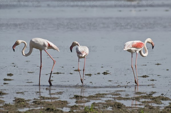 Greater flamingos