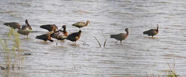 Glossy ibises