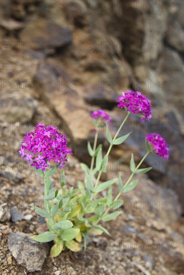 Caucasus stonecrop