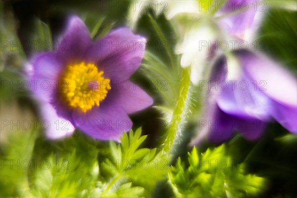 Common pasque flower