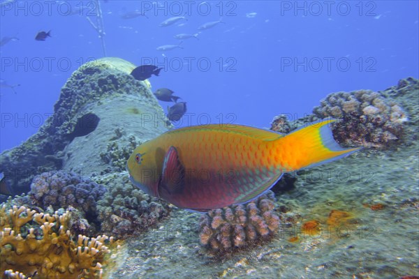 Female green-rumped parrotfish