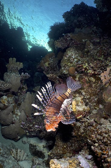 Common lionfish