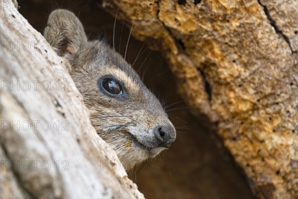 Rock Hyrax