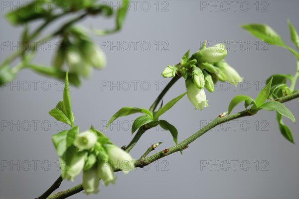 Blueberry bush