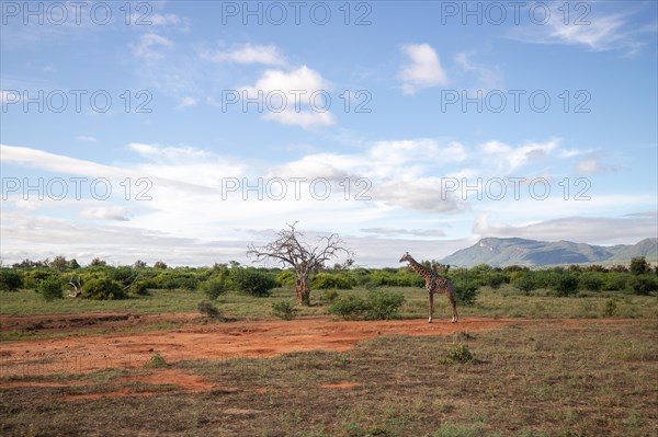 Single giraffe