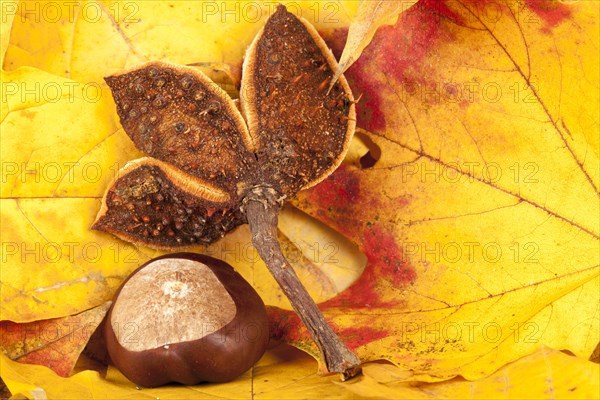 Chestnut fruit and chestnut shell on autumn leaves