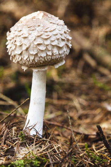 Parasol mushroom