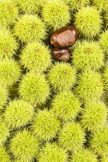 Sweet chestnut background