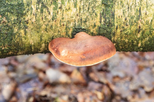 Birch tongue porling