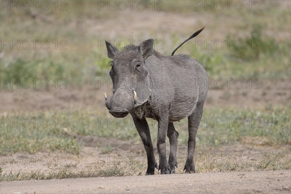 Common warthog