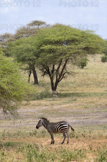 Plains zebra