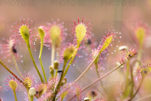 Oblong-leaved sundew