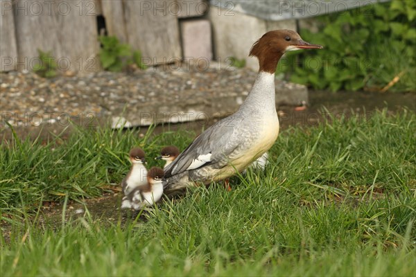 Common merganser