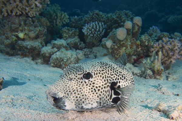 A star puffer