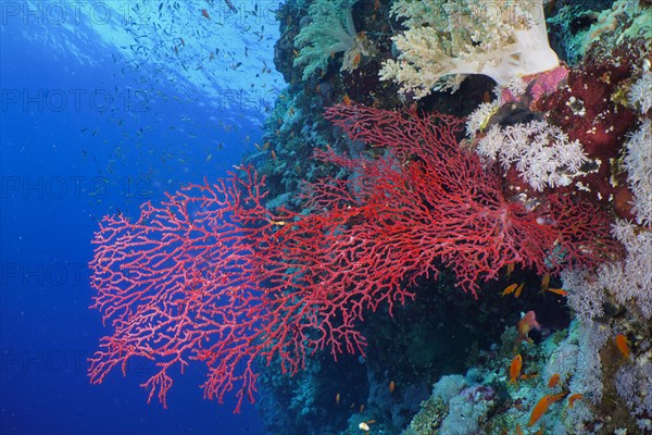 Red knot coral