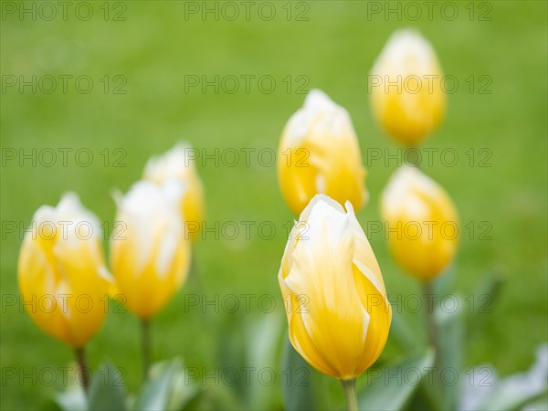 Tulip