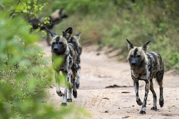 African wild dogs