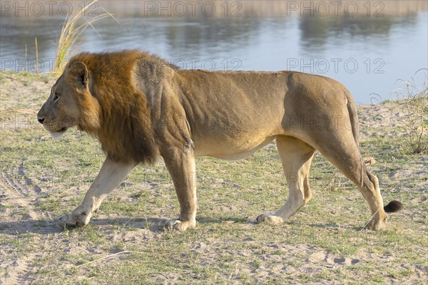 African lion