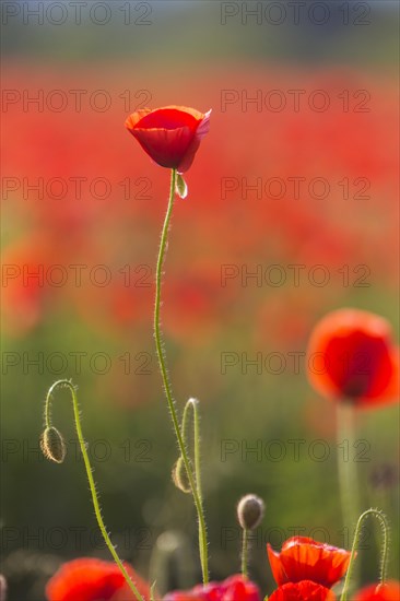 Poppy field