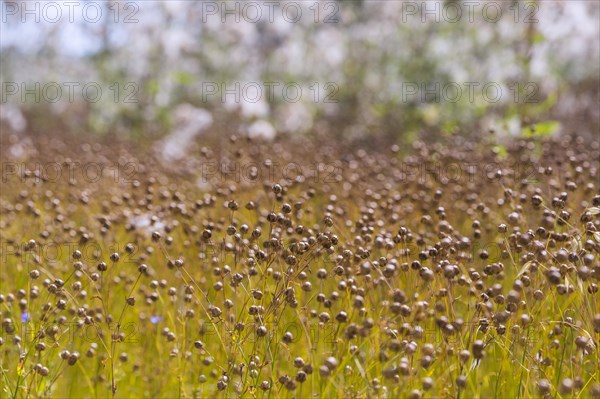 Agriculture field with linseed