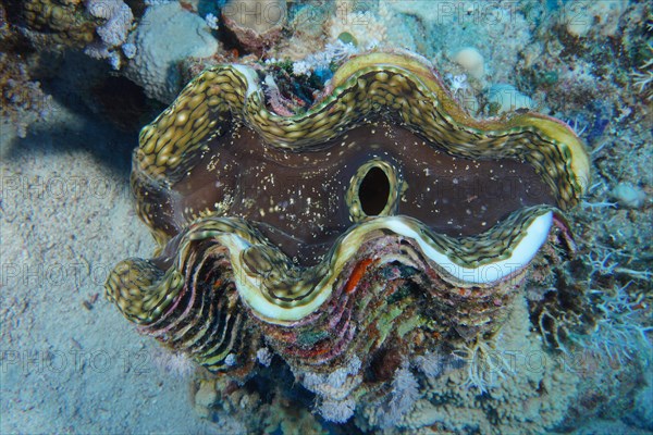 Fluted giant clam