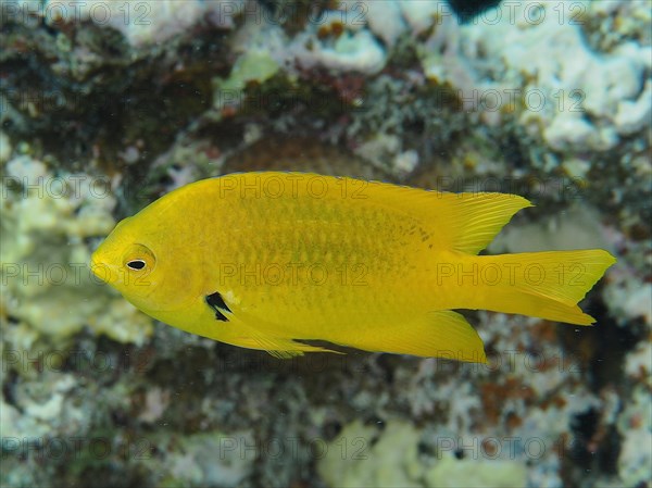 Sulphur demoiselle