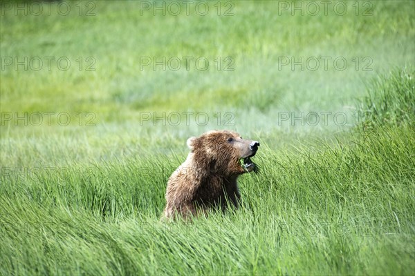 Coastal brown bear