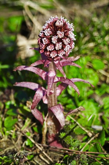 Butterbur