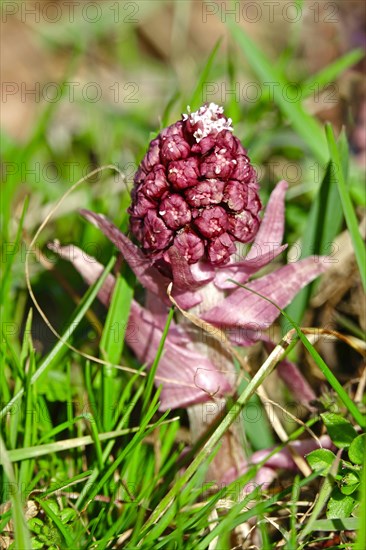 Butterbur