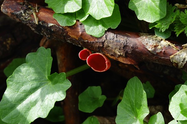 Scarlet elf cup