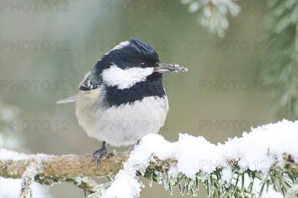 Coal tit