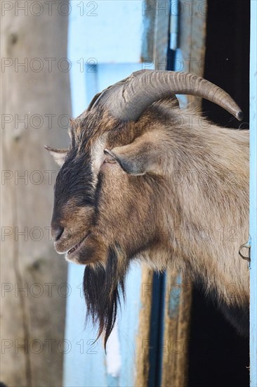 Domestic goat