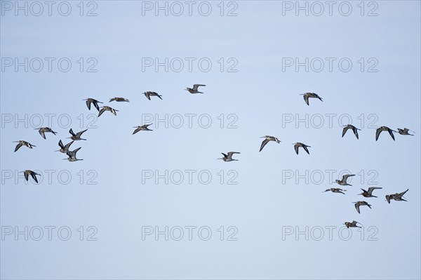 Bar-tailed Godwits