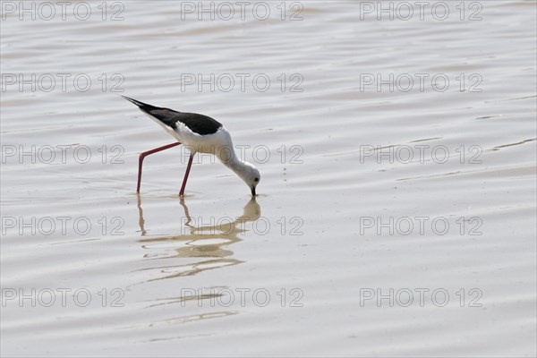 Black-winged Black-winged Stilt