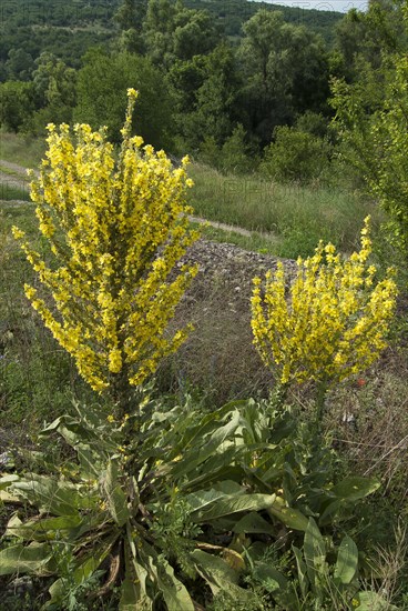 Mullein