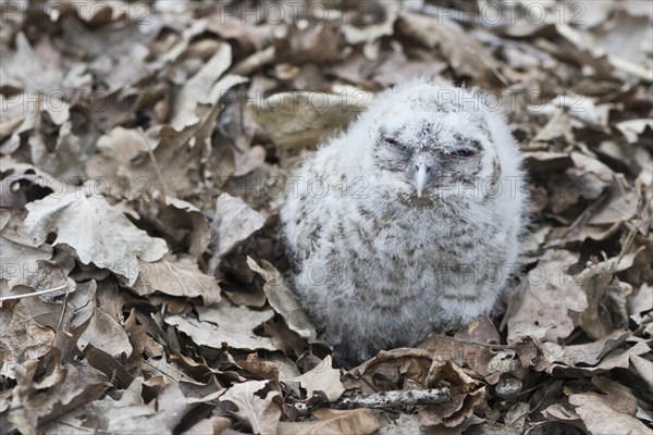 Young Tawny Owl