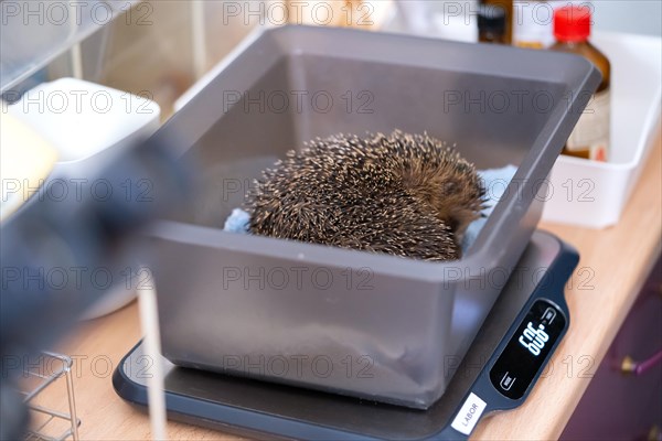 European hedgehog