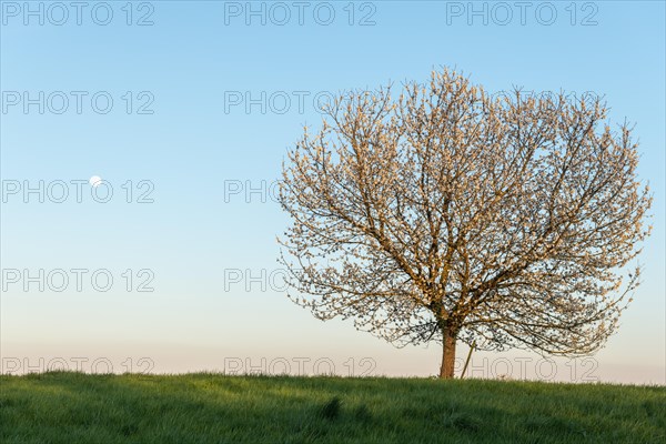 Apple tree in bloom in meadow at full moonrise at dusk. Alsace