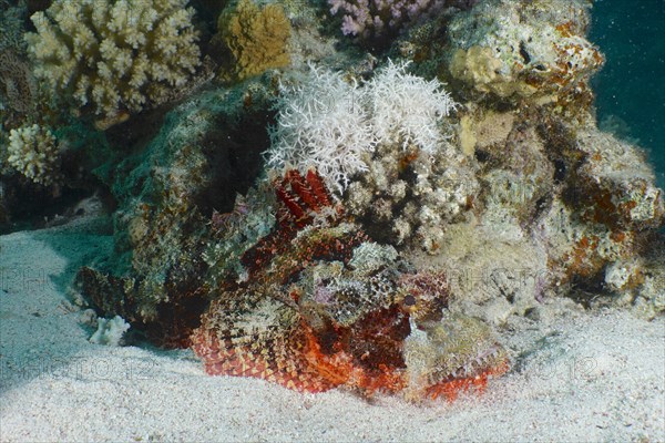 A tassled scorpionfish