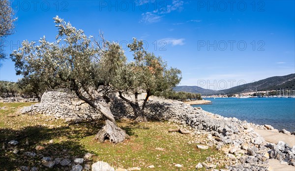 Olive grove