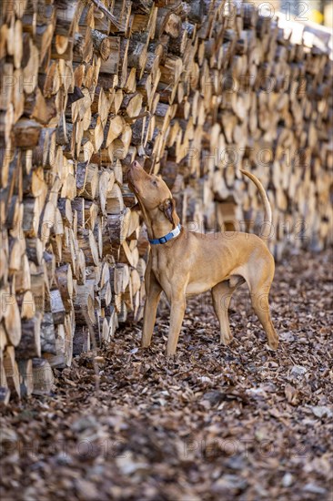 Roevidszoru Magyar Vizsla