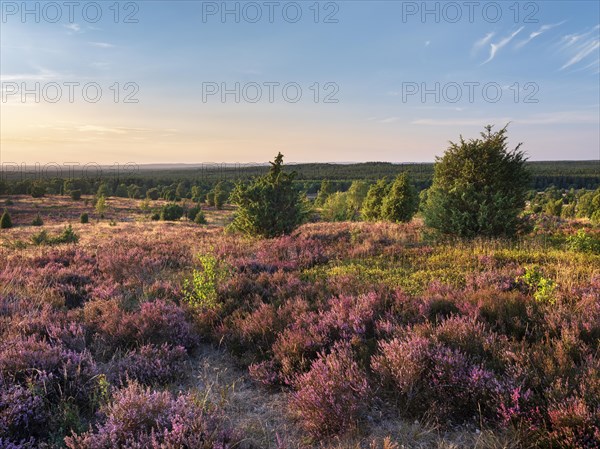 Typical heath landscape at Wilseder Berg with flowering heather