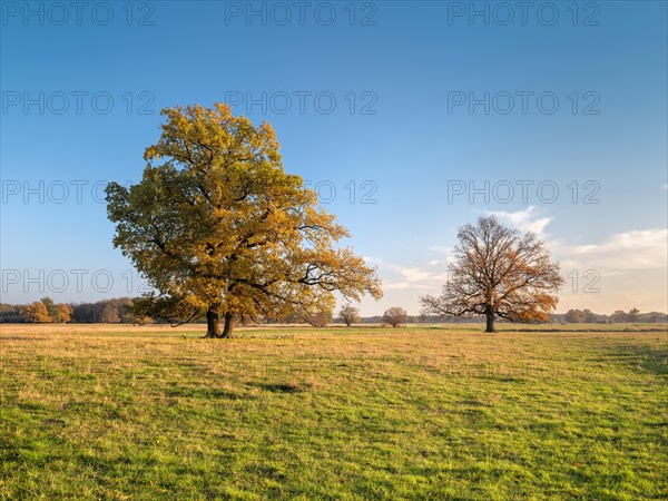 Solitary oaks in the Elbe meadows in autumn