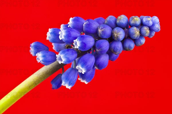 Grape hyacinth